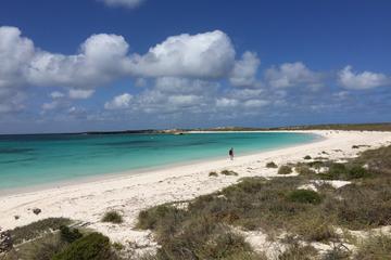 Abrolhos Island Half Day Fly and Flipper