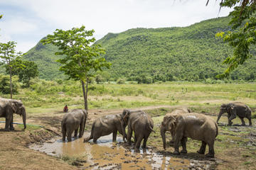 Elephant World Kanchanaburi with private transfer from Bangkok