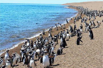 Day Trip to Punta Tombo