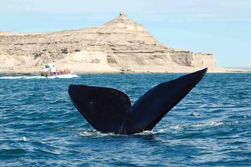 Peninsula Valdes National Park Day Trip