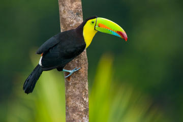 3-Day Amazon Jungle Tour at Posada Amazonas