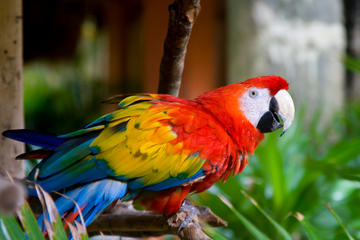 3-Day Iquitos Jungle Adventure at Muyuna Lodge