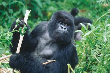 3-Day Rwanda Gorilla Safari from Kigali