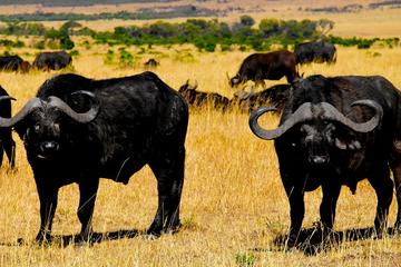 Kiboko Safari
