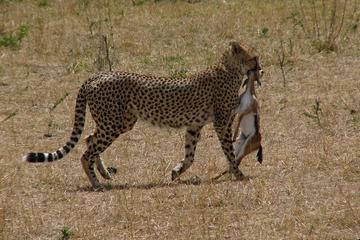 Maasai Mara Safaris