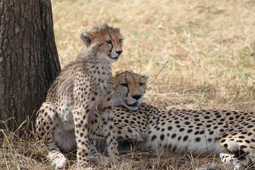 Serengeti Safari - Tanzania