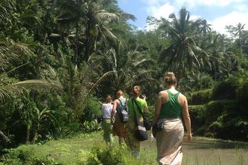 Rice Paddies Trekking Tours with Lunch