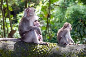 Ubud Full day tours with Local Driver