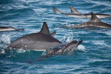 Fiji Dolphin Watch Takalana Bay