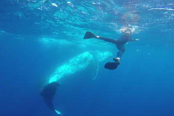 Tonga Humpback Whale Experience