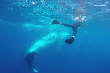 Ultimate 6 night Tonga Experience with Whale Swim