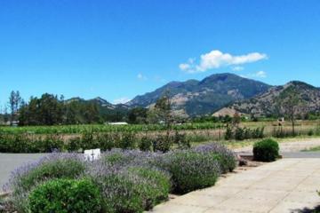 Calistoga Wine Country Sip 'n' Cycle Bike Tour