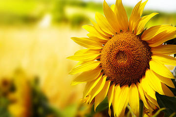 Essence of Chianti Small Group Tour with Lunch and Tastings from Florence