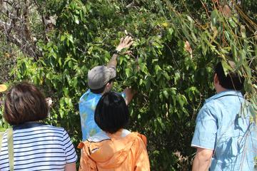 Magnetic Island Sunday Tour