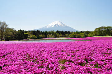 Shibazakura Festival Day Trip