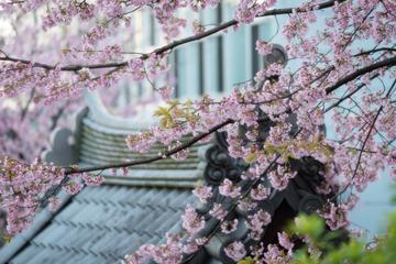 Tokyo Cherry Blossoms Bus Tour