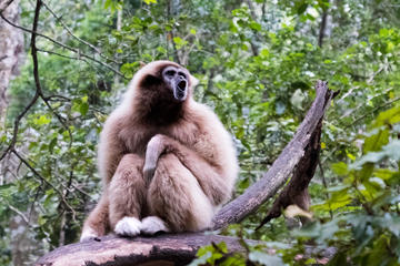 Monkeyland Guided Tour in Plettenberg Bay
