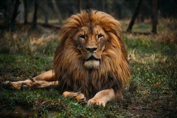 Jukani Wildlife Sanctuary Admission with Guided Tour