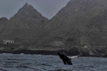 Full-Day Farallon Islands Whale Watching Excursion