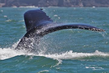 Gulf of the Farallones Whale-Watching Excursion