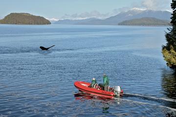 Day Trip Ketchikan Shore Excursion: Zodiac Boat Wilderness Adventure near Ketchikan, Alaska 