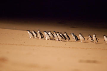 2-Day Phillip Island Beach and Wildlife Tour From Melbourne