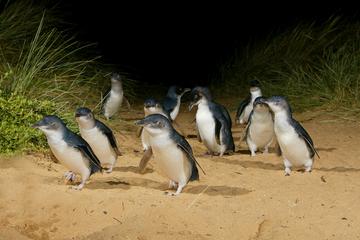 Phillip Island Wildlife Tour and Penguin Parade Afternoon Departure from Melbourne