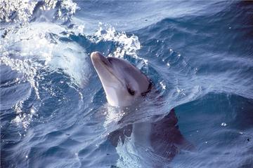 Small-Group Mornington Peninsula Tour from Melbourne with Dolphins and Seals Cruise
