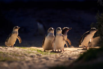 Small-Group Phillip Island Penguin Parade Day Trip from Melbourne Including Moonlit Sanctuary