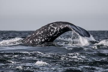 Day Trip 3-Hour Monterey Bay Winter Whale-Watching Tour in California near Monterey, California 
