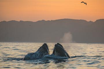 Day Trip Sunrise Whale Watch near Monterey, California 