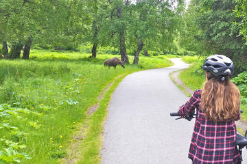 Tony Knowles Coastal Trail Scenic Bike Tour