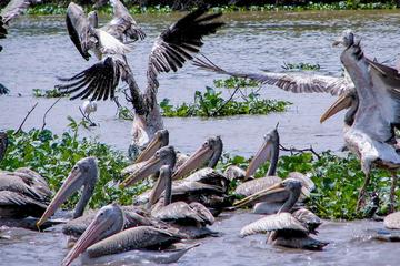 Prek Toal Bird Sanctuary, Traditional Floating Village