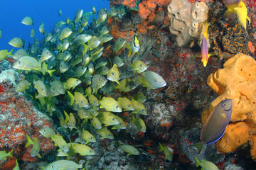 Snorkel Adventure
