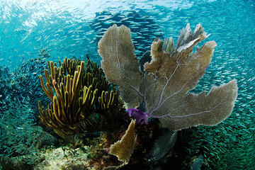 Snorkeling Adventure