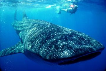 Whale Shark