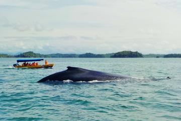 Whale Watching and Island Tour in the Gulf of Chiriqui