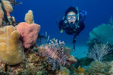 Bayahibe 3 Tank Diving with Lunch from Punta Cana (Small Group VIP Diving)