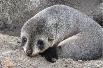 Private Seal Colony Tour from Wellington