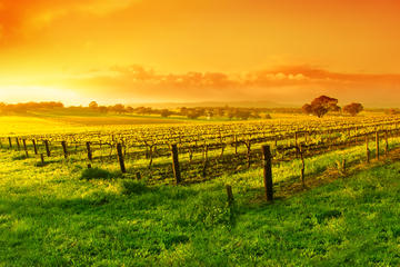 Full-Day Barossa Valley Tour from Adelaide
