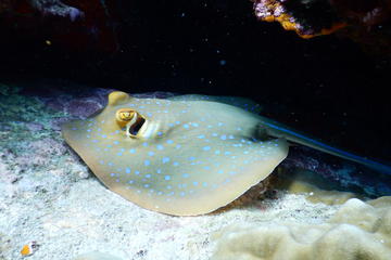 Diving tour for certified diver from Koh Samui