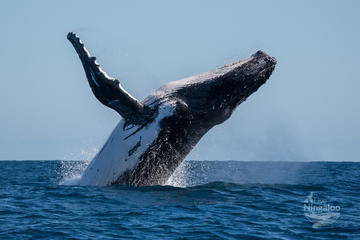 Marine Life Discovery & Lagoon Snorkeling Tour from Exmouth