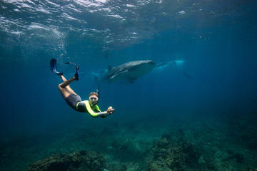 Private Whale Shark or Humpback Whale Swimming Tour