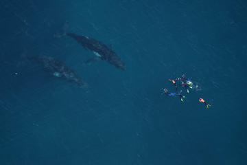 Swim with Humpback Whales Adventure Day from Exmouth