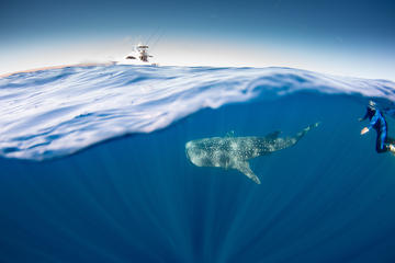 Swim with Whale Sharks Adventure Day from Exmouth