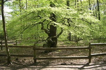FAUX DE VERZY 1H - A WALK IN THE WOODS