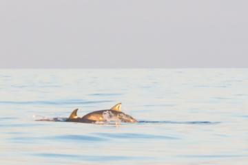 Segeltörn bei Sonnenaufgang auf Mallorca mit Delfin-Beobachtung
