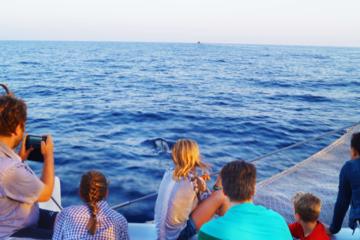 Sunrise Sailing Trip in Mallorca with Dolphin-Watching