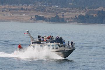 Marine Wildlife Tour with Expert Guides