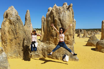 Full-Day Tour to Pinnacles Desert and Yanchep National Park from Perth
